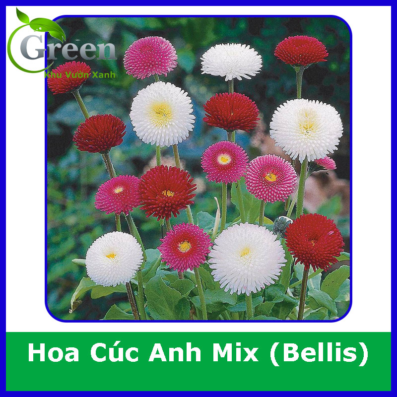 Hạt Giống Hoa Cúc Anh (Cúc Bellis) Siêu Lùn Nhiều Màu Trồng Chậu, Trồng Thảm