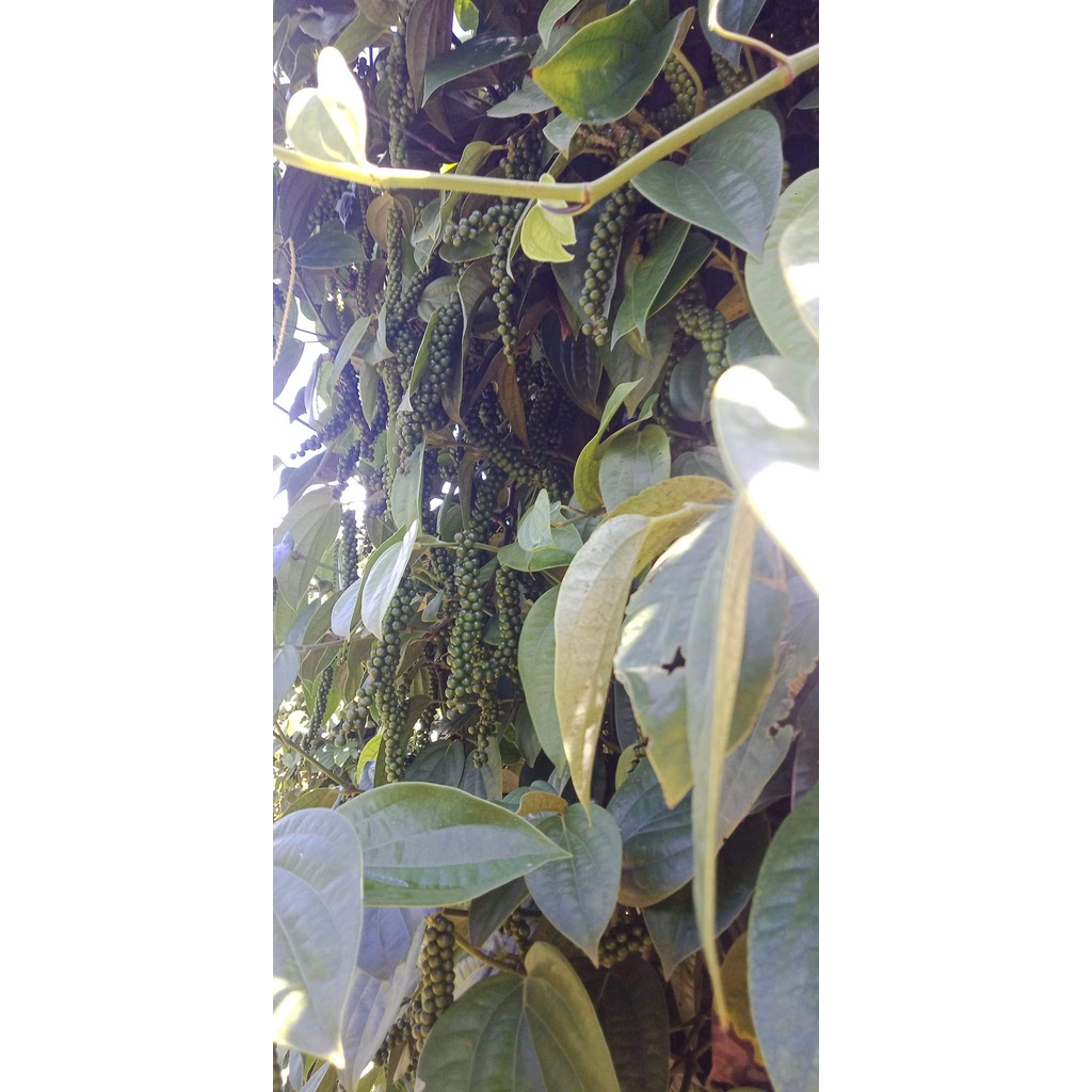 Giống tiêu srylanka