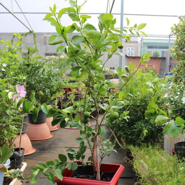 Giá Gốc - Chanh giấy ( đang trái)