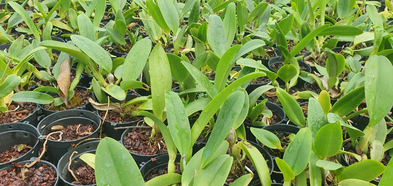 cattleya 5 màu size trung 2 năm tuổi