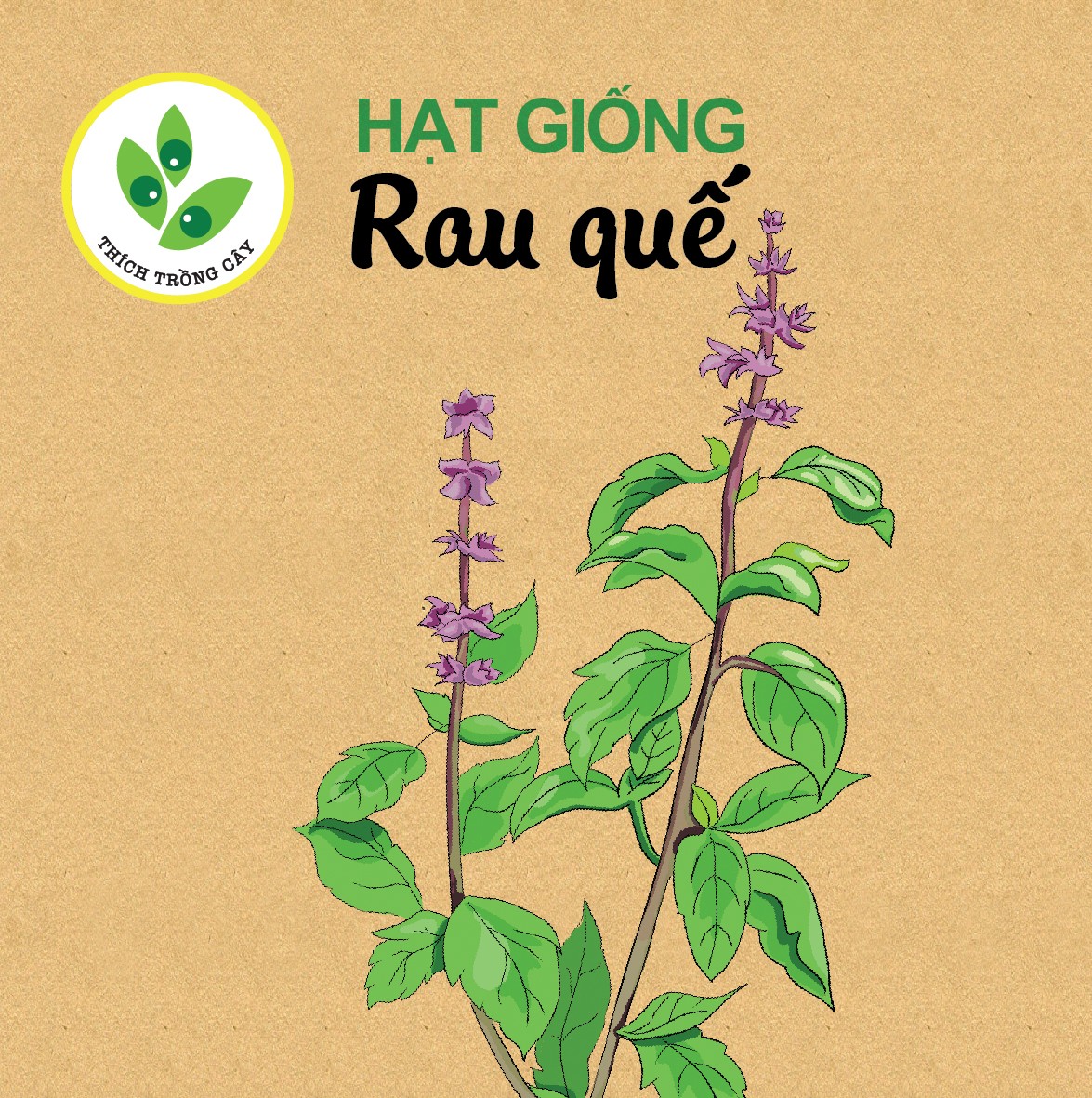 Hạt giống rau Húng quế (5gram/bịch)