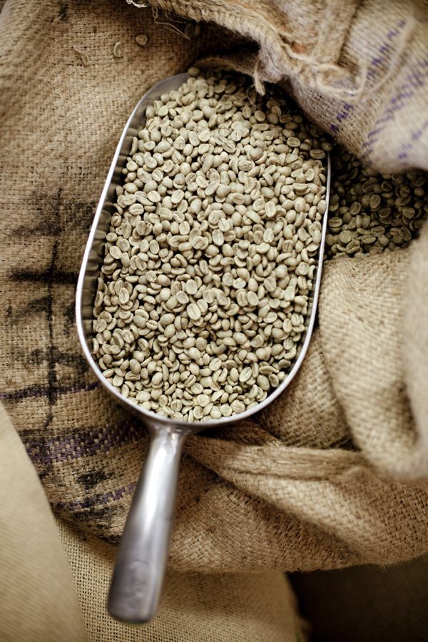 [Túi 1kg Cà Phê Nhân Xanh] Cà phê Nhân Sống Robusta Chưa Rang