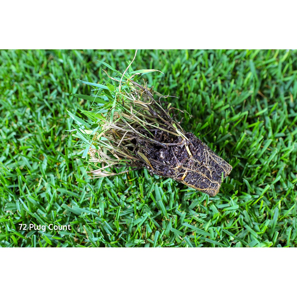 Hạt Giống Thảm Cỏ Bermuda Gói 200G - Cỏ Sân Bóng