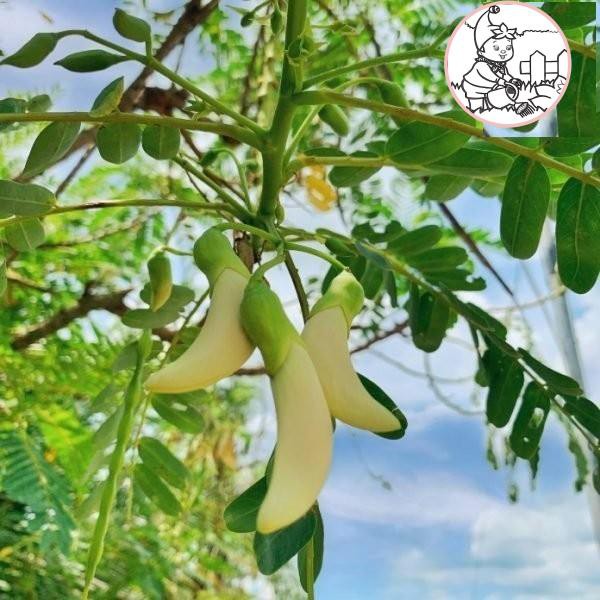 Hạt bông SO ĐŨA trắng - Gói 2 gram