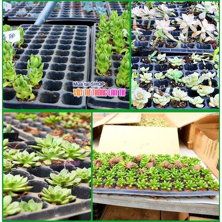 5 Khay nhựa ươm hạt giống 200 lỗ - CH11