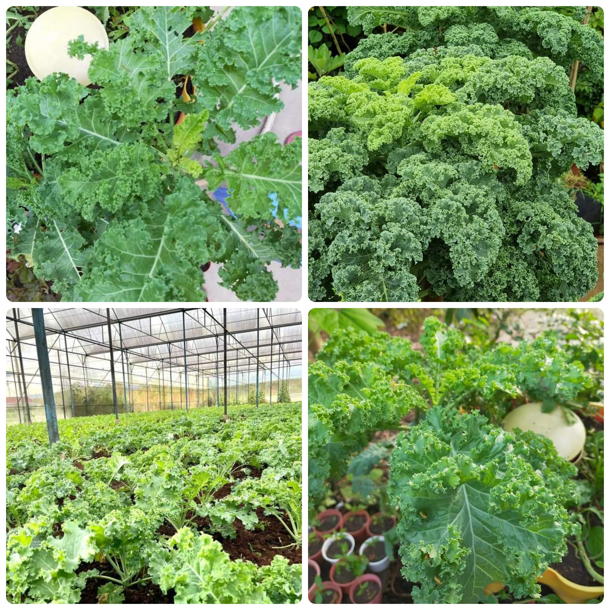 Hạt giống Cải Xoăn Kale gói 5gr~500 hạt, chịu nhiệt, trồng quanh năm