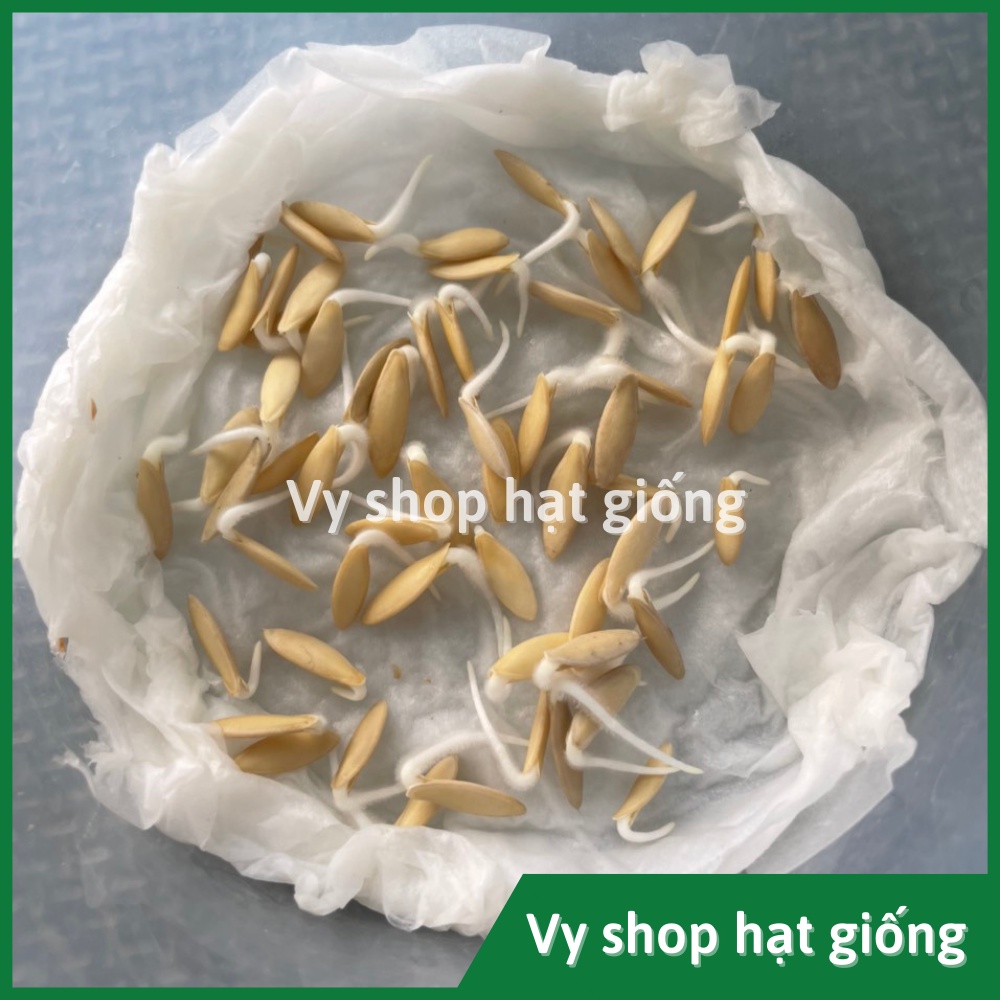 Hạt giống dưa chuột mèo (dưa leo) Thái Lan gói 200 hạt