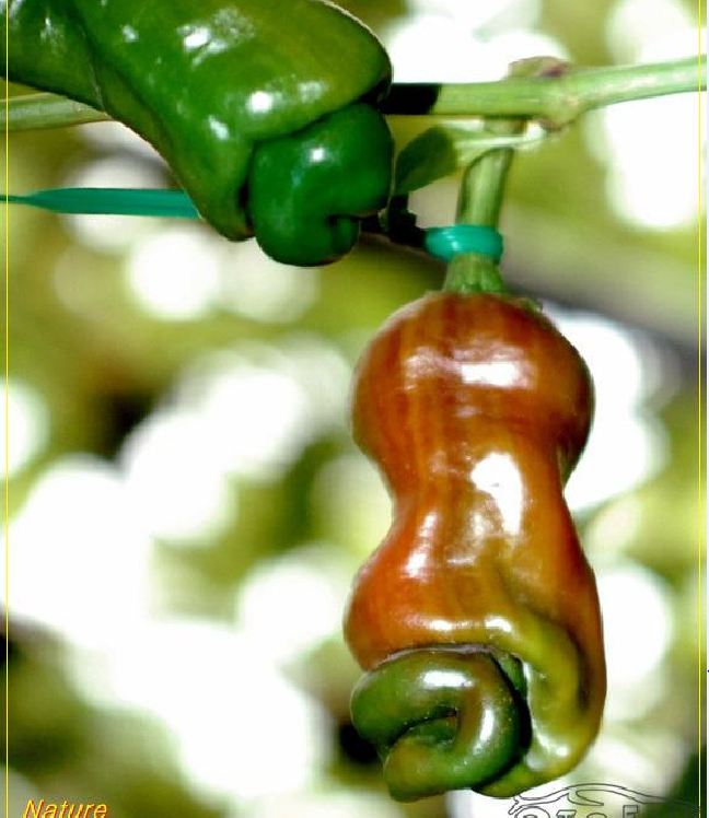 Hạt giống ớt peter ( ớt cu tí ) - 10hạt/gói