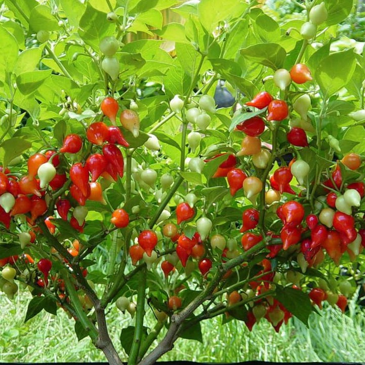 Hạt giống Ớt Mỏ Chim (Ớt Anh Đào) Đỏ - Vàng