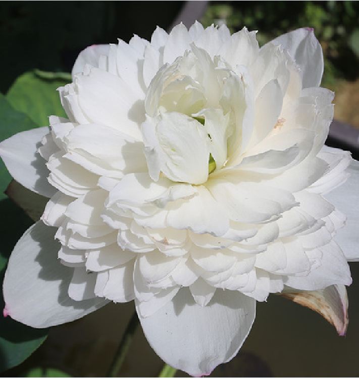 HẠT GIỐNG SEN BÁCH DIỆP (LOTUS) HOA MÀU TRẮNG - gói 5 hạt