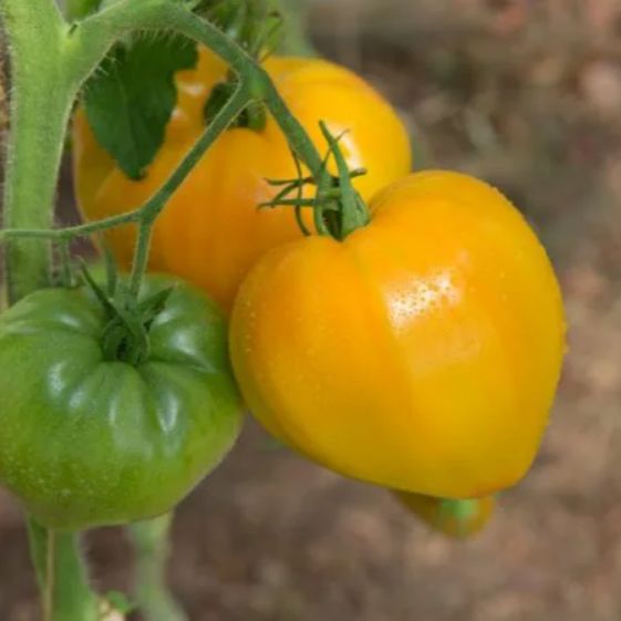 Hạt giống cà chua trái tim vàng - gói 30 hạt