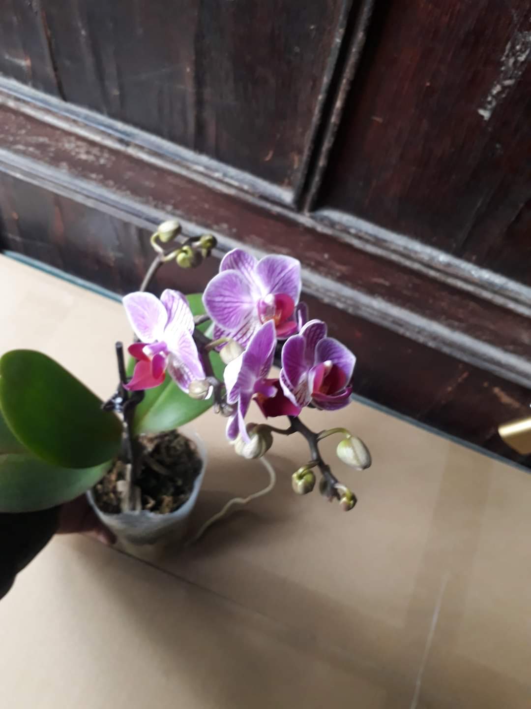 Combo 2 Cây LAN HỒ ĐIỆP đang 2 Ngồng