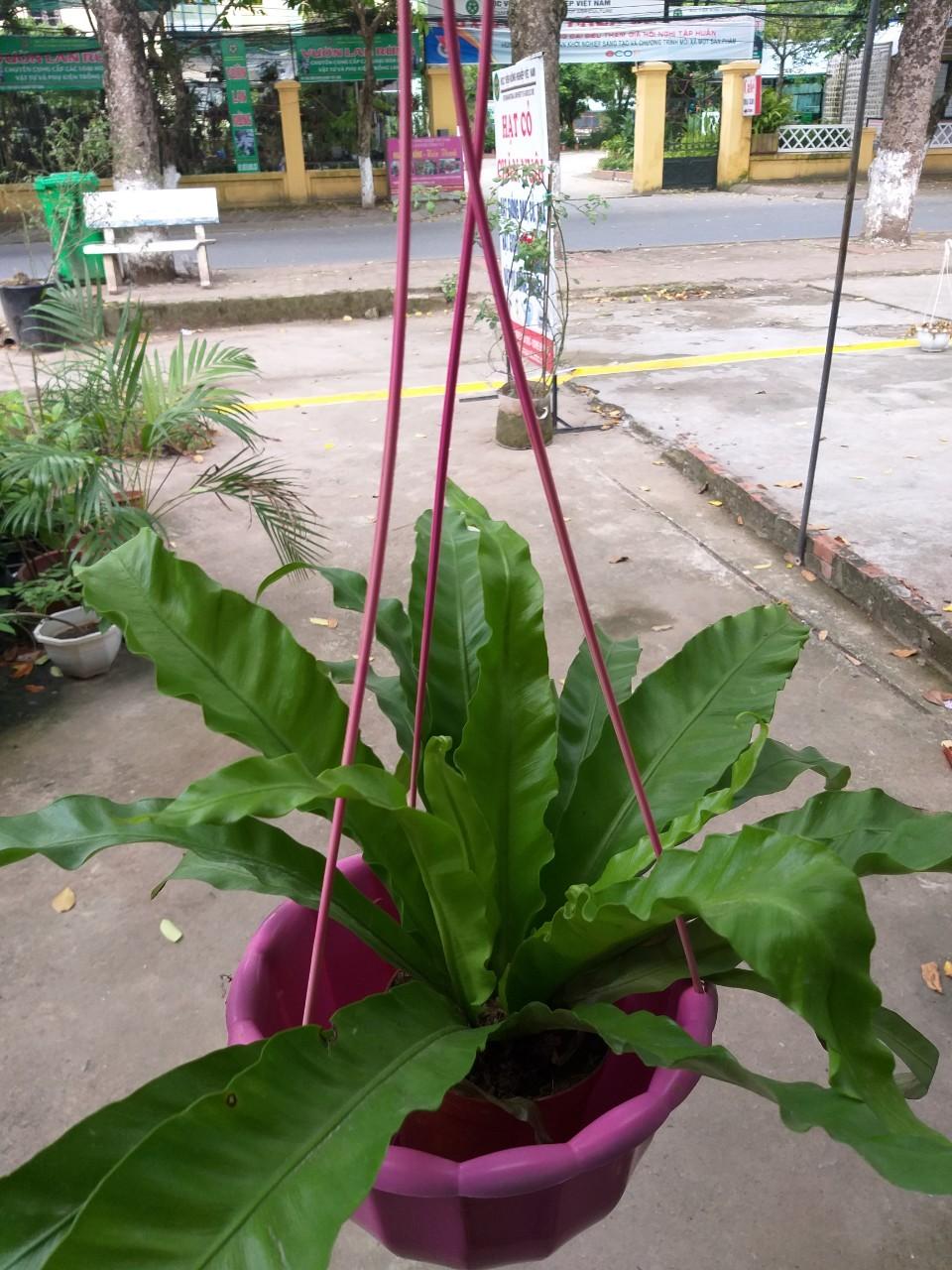 10 chậu nhựa bí có móc treo
