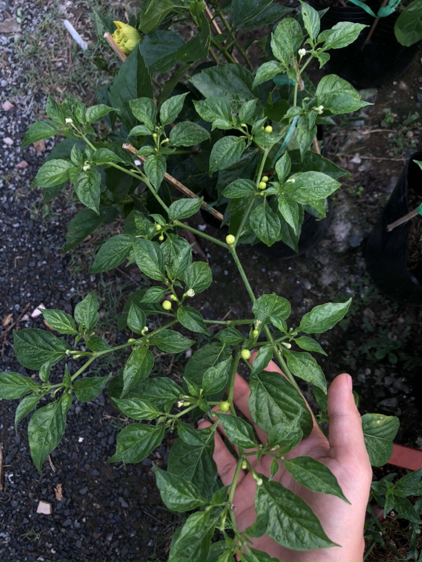 Chậu cây giống ớt Peru Aji Charapita