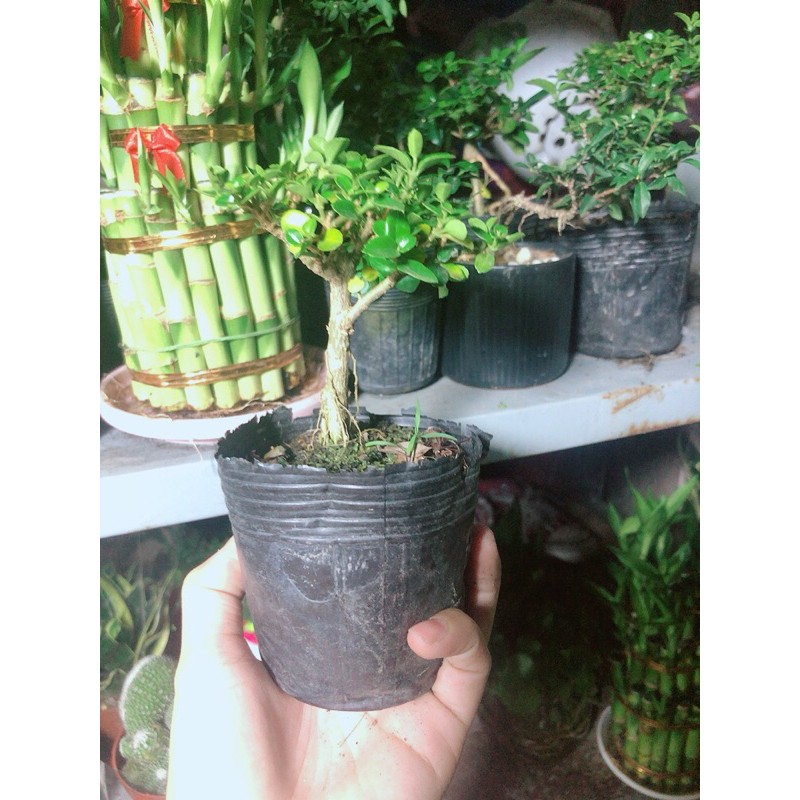 [HCM]Cây Sam Hương Bonsai