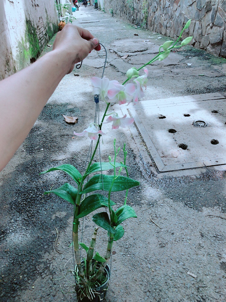 Lan Dendro Hồng Nhạt
