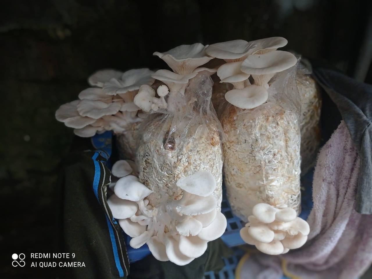 Nấm Bào ngư và Nấm Sò (Combo 2 Bào ngư, 1 Sò)