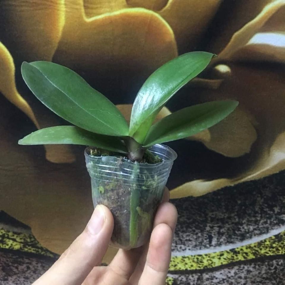 hồ điệp đại