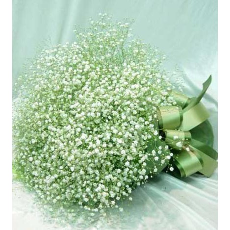 100 Hạt Giống Hoa Baby Trắng