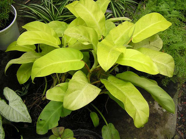 Cây trầu bà vàng - Cây cảnh để bàn