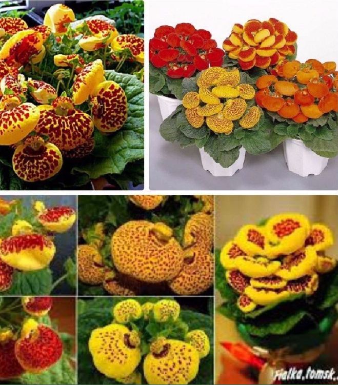 Hạt Giống Hoa Huyền Sâm Nhiều Màu - Gói 20 hạt