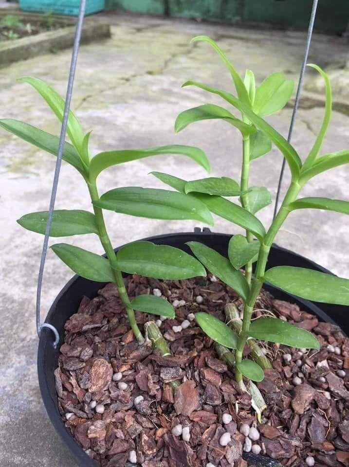 Vỏ thông cỡ 1*1 (1 kg)