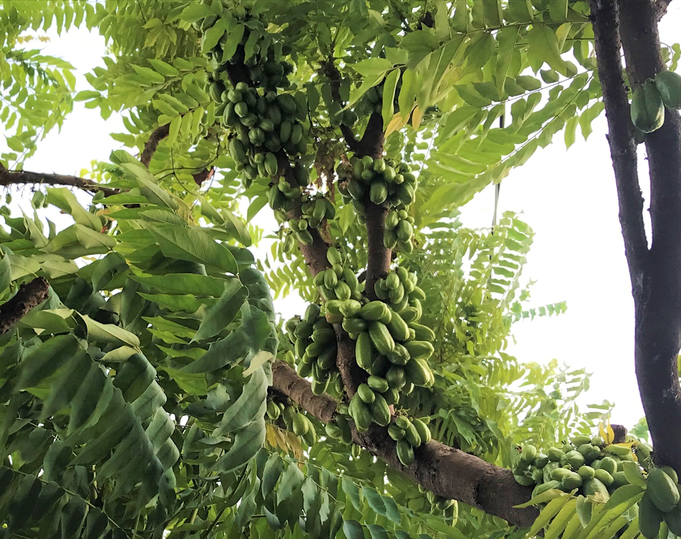Hạt giống cây Khế tàu (Bilimbi)