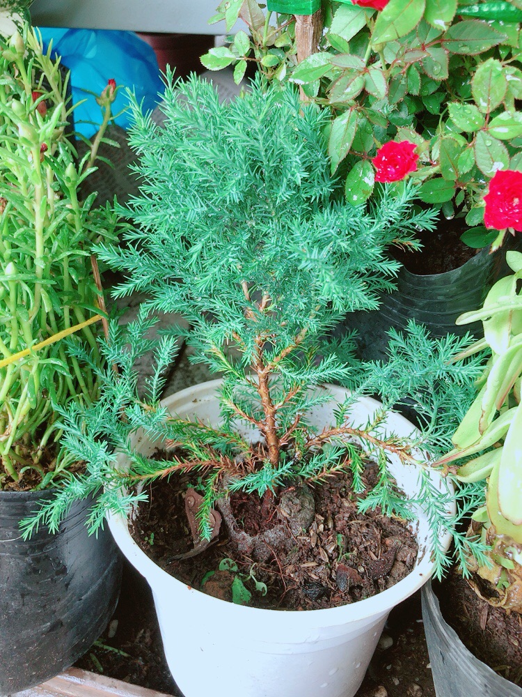 Chậu tùng bồng lai