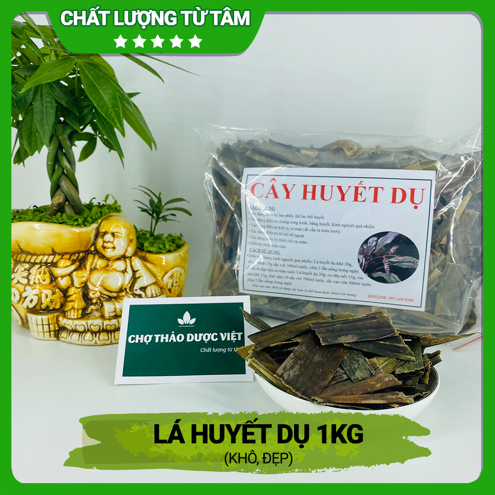Lá huyết dụ khô 1kg, hỗ trợ điều hòa kinh nguyệt, bổ máu, giảm đau nhức xương khớp