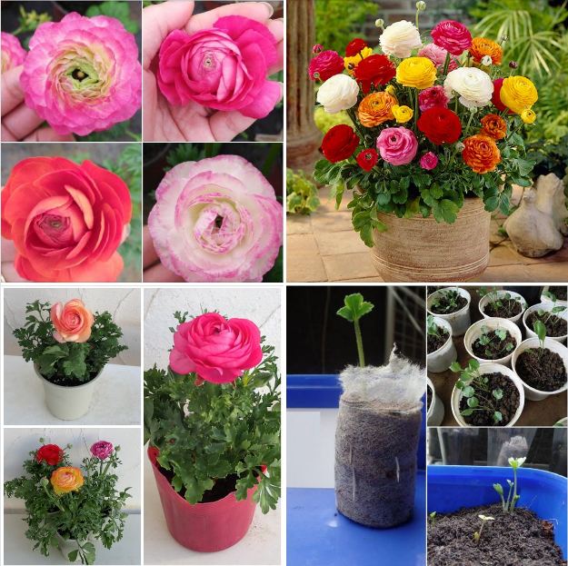 Bộ 6 củ giông hoa mao lương nhiêu màu - 6 viên nén xơ dừa ươm củ