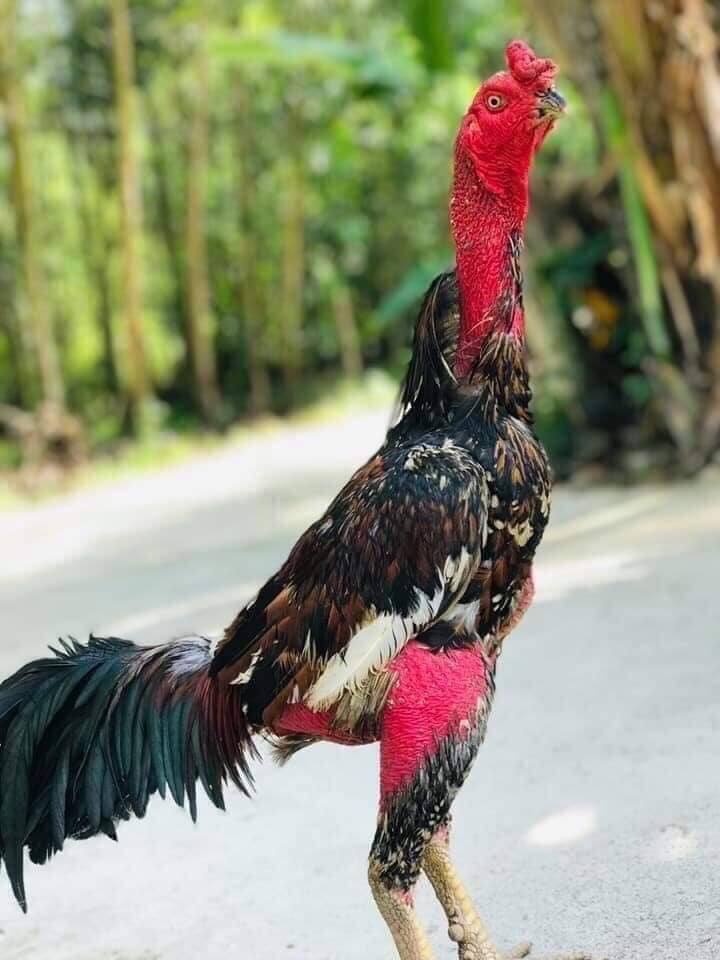 Bổ Nội Tạng cao cấp cho Gà