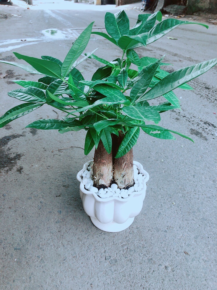 Chậu Kim Ngân 3 Thân Size Lớn