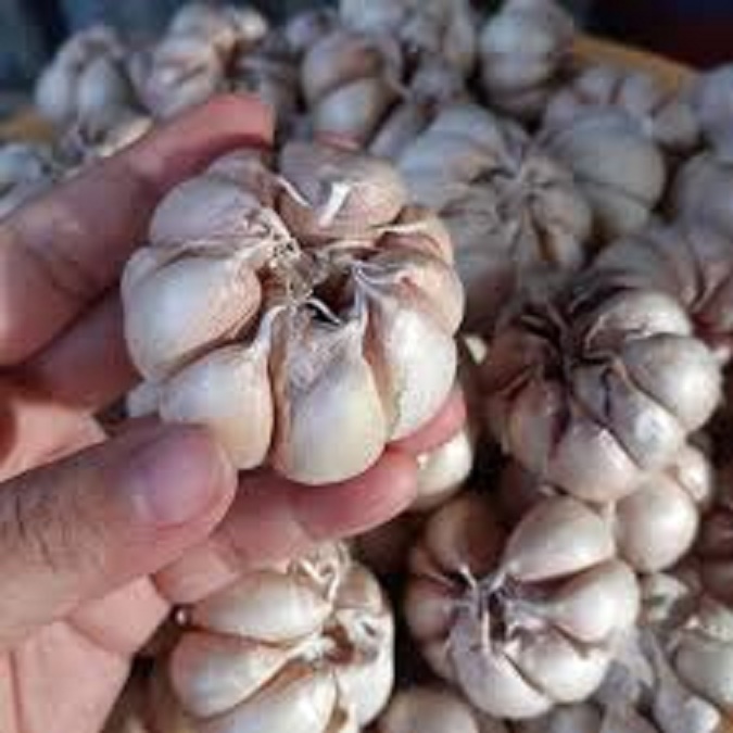 1KG TỎI NHÁNH LỚN