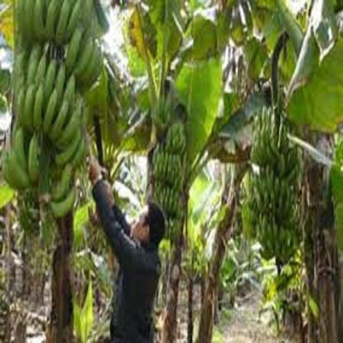 CÂY GIỐNG CHUỐI TIÊU HỒNG SIÊU QUẢ
