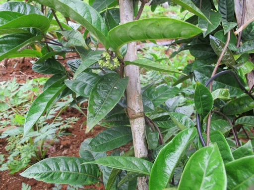CÂY GIỐNG BA KÍCH TÍM