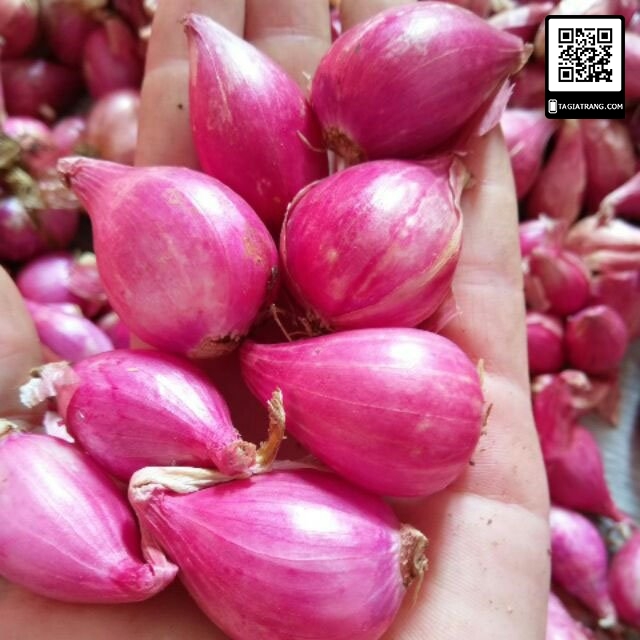 Hạt giống hành tây đỏ