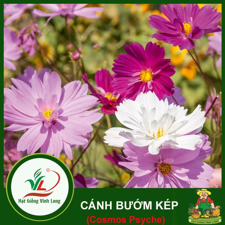 Hạt giống hoa Cánh Bướm kép RD 869 - 0,1g