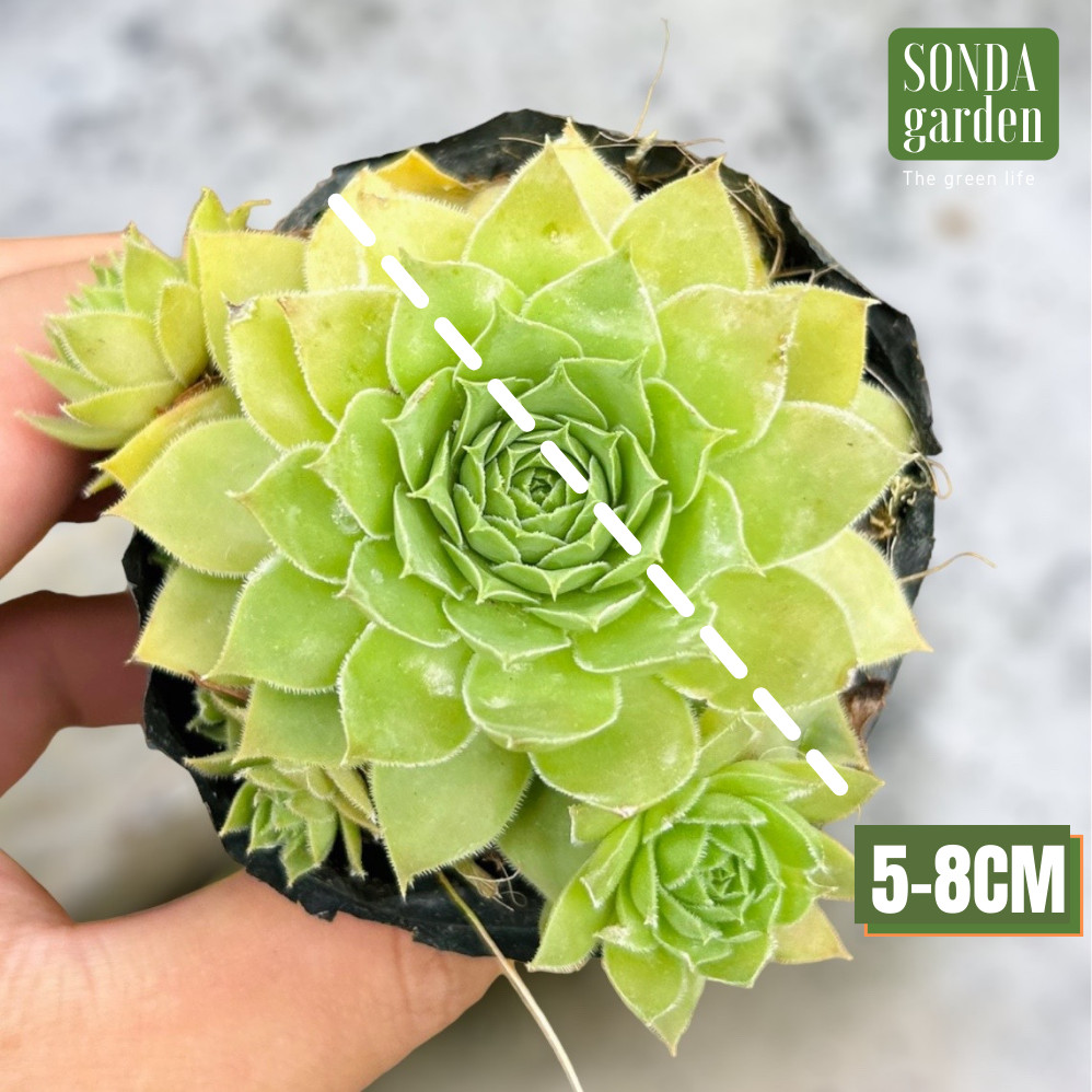 SEN ĐÁ PHẬT BÀ SIZE BÉ SIÊU KHỎE ĐẸP LỖI 1 ĐỔI 1