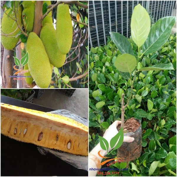 cây giống mít malai