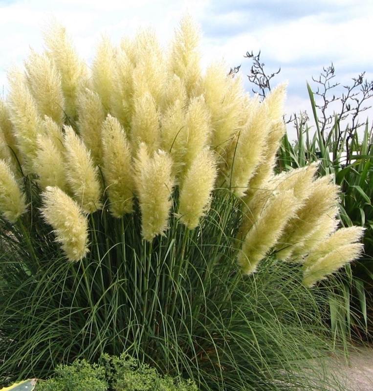 50 Hạt giống Cỏ lau kiểng tặng kèm kích mầm