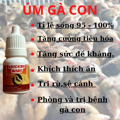 ÚM GÀ CON SIÊU ĐỈNH, CHICKEN BABY