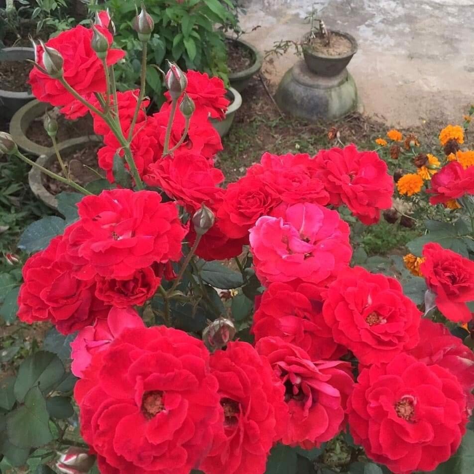 CHẬU HOA HỒNG TỐ NỮ, CÂY ĐANG NỤ