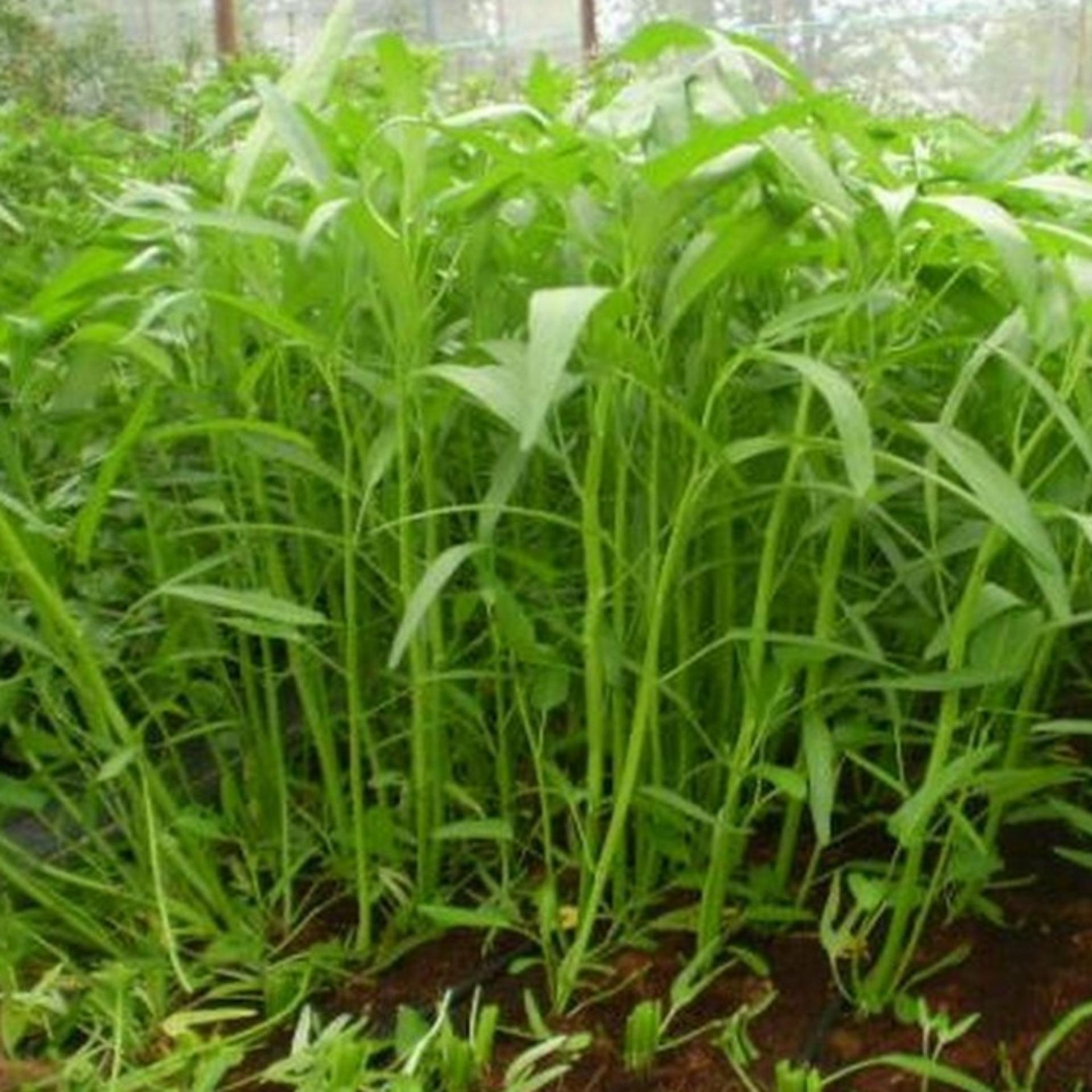 50g Hạt giống Rau muống lá tre