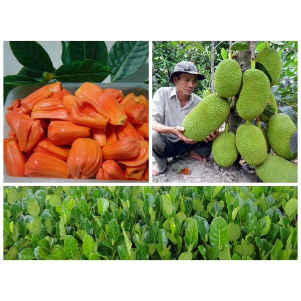 Cây giống mít ruột đỏ (trái sớm)