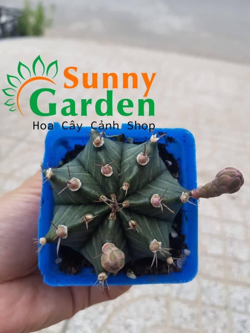 Xương Rồng Gymno 7-8cm - Đang Nụ