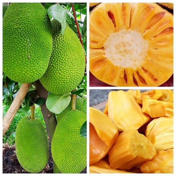 Cây giống mít thái siêu sớm changai