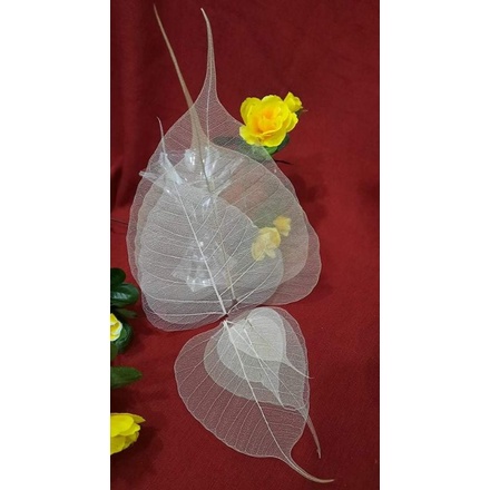 Sét 10 xương lá bồ đề size trung 11cm-13cm