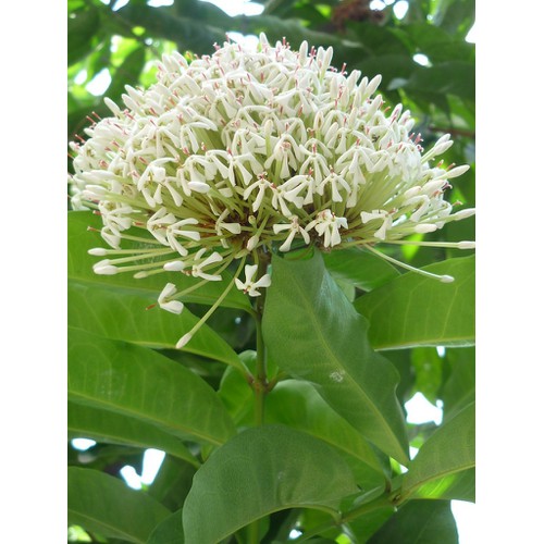 hoa mẫu đơn trắng, đơn ta, hoa rất thơm, gửi đi nguyên bầu cây lớn đang nụ hoặc sắp nụ