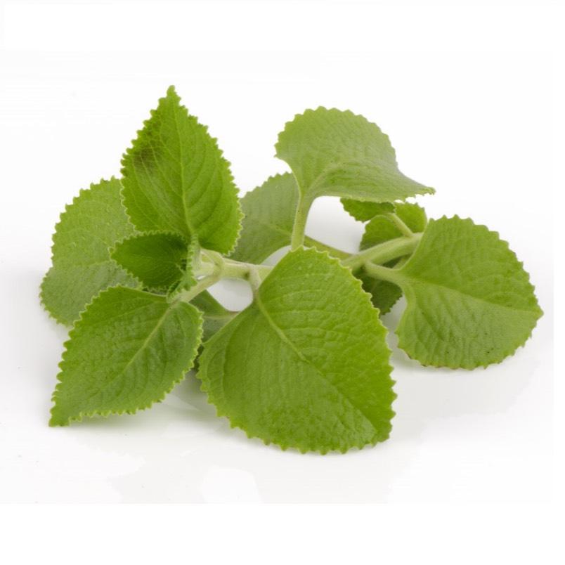 Hạt giống hùng chanh, rau tần 100 hạt