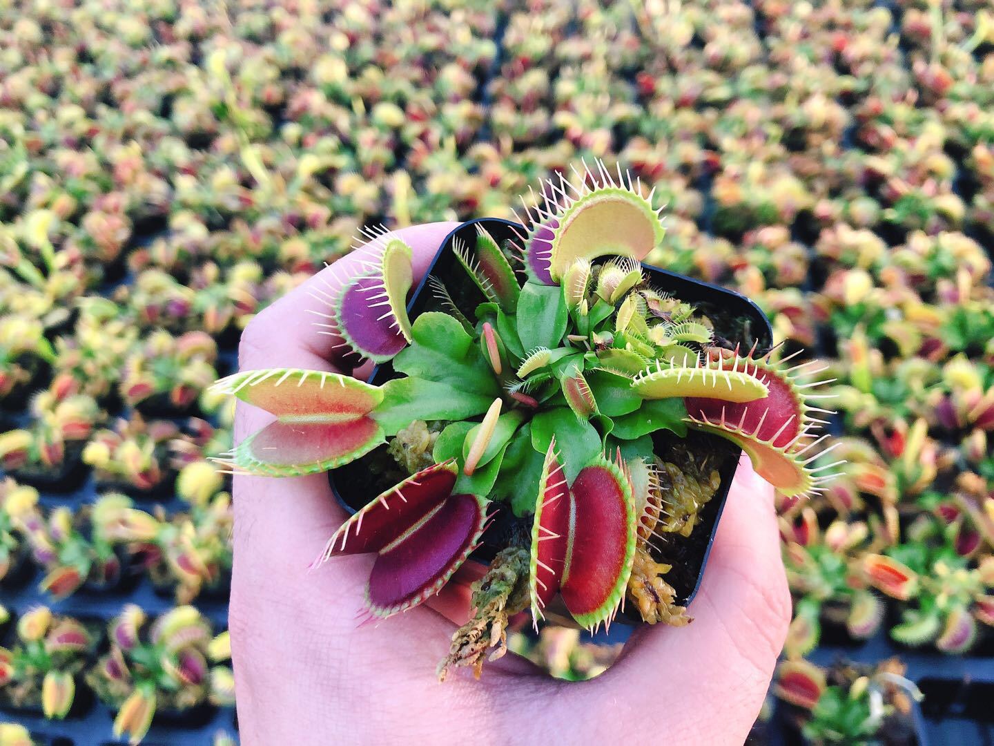 Cây ăn thịt venus flytrap